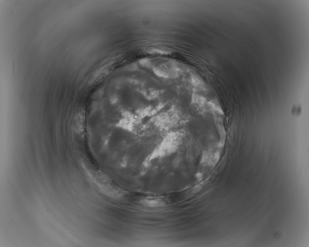 X0000115100175200911171249