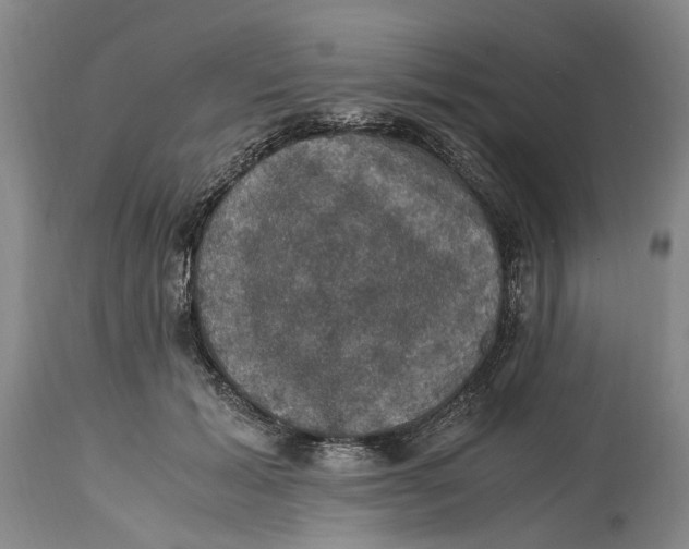 X0000115100605200911171242