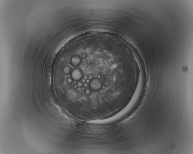 X0000115100829200911171238