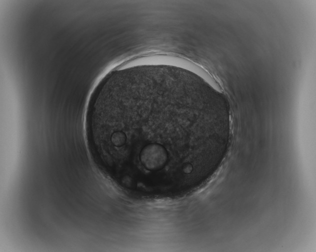 X0000115100196200911241240