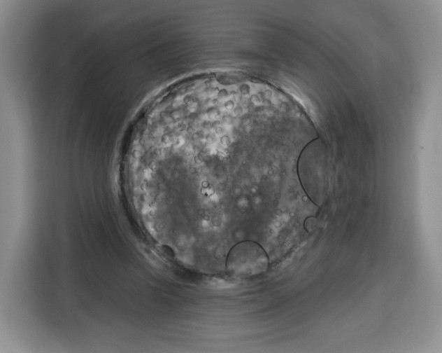 X0000115100346200911241238