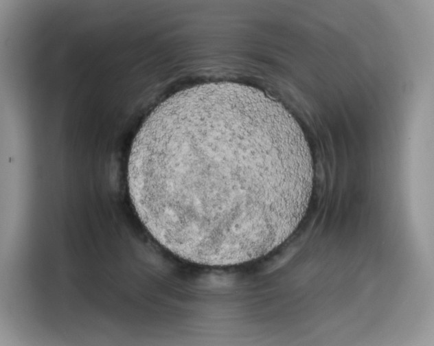 X0000115100416200911241237