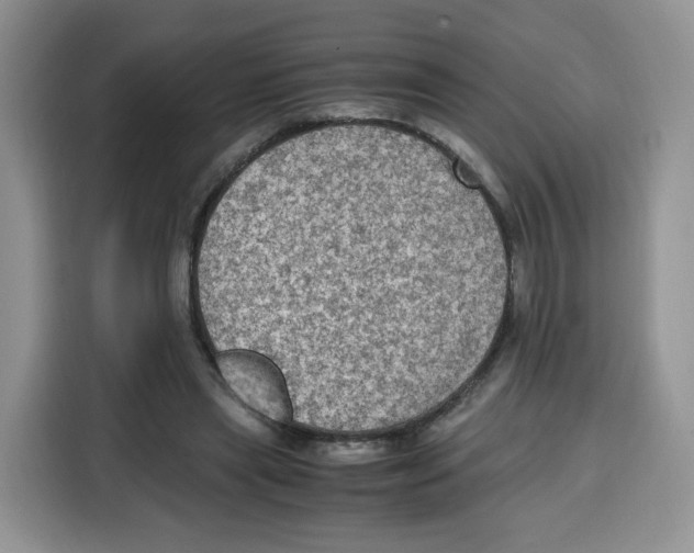 X0000115100445200911241237