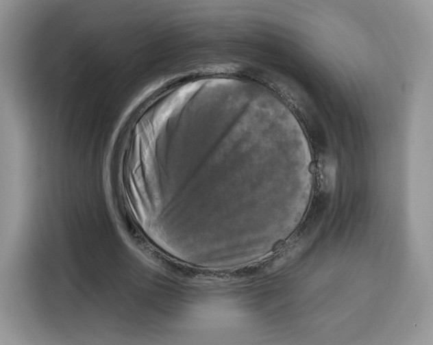 X0000115100726200911241233