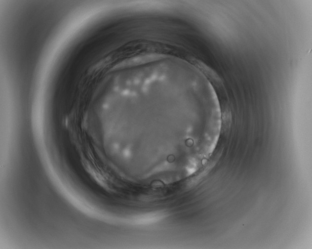 X0000115100765200911241233