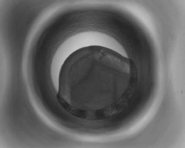 X0000115100766200911241233