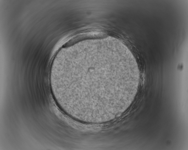 X0000115100004200912081309