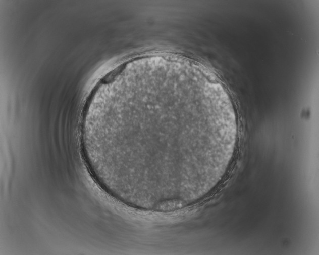 X0000115100007200912081309