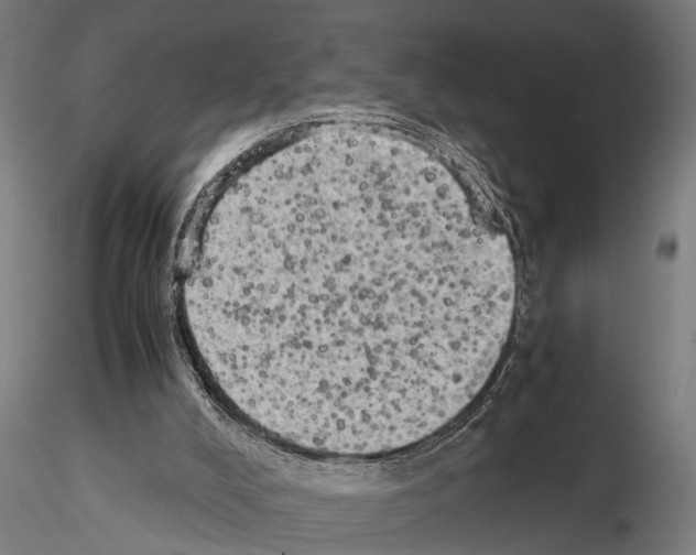 X0000115100008200912081309