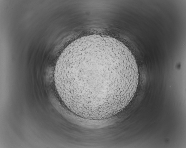 X0000115100034200912081309