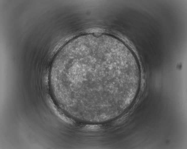 X0000115100057200912081308