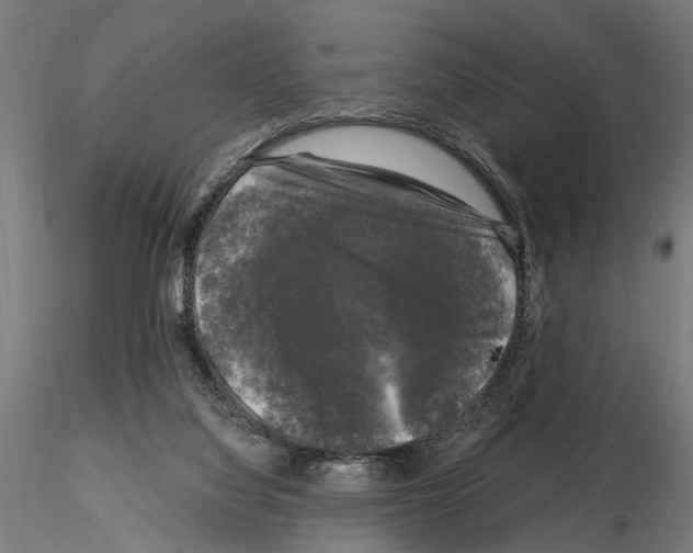 X0000115100068200912081308