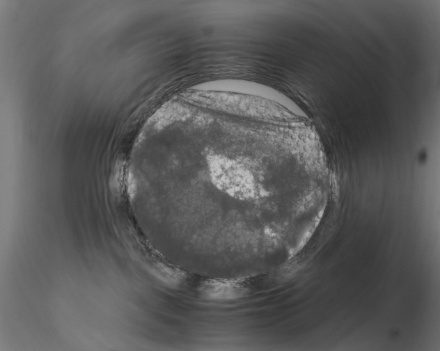 X0000115100093200912081309