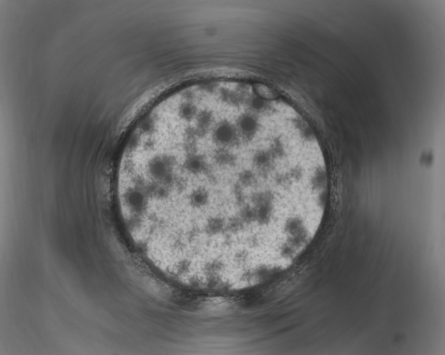 X0000115100111200912081308