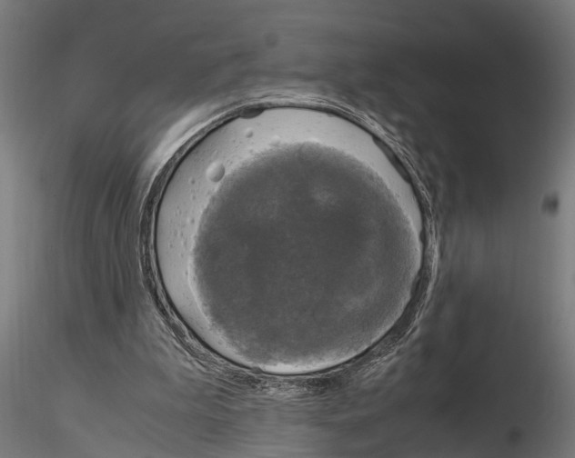 X0000115100199200912081306