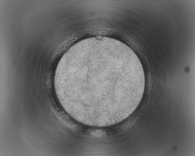 X0000115100258200912081305