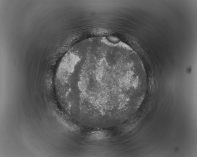 X0000115100259200912081305