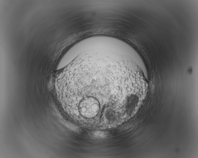 X0000115100261200912081305