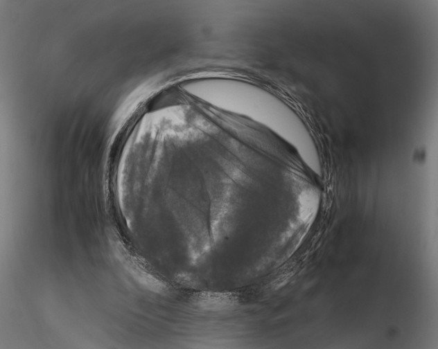 X0000115100296200912081305