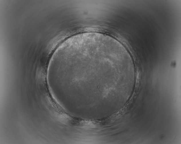 X0000115100297200912081305