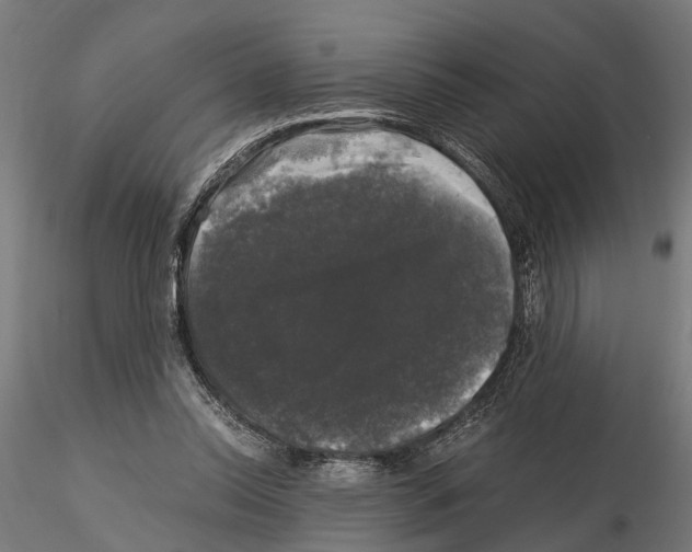 X0000115100350200912081304