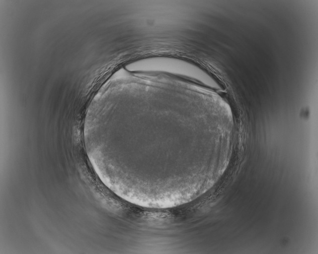 X0000115100401200912081303