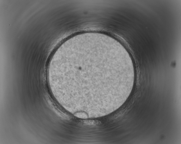 X0000115100439200912081302