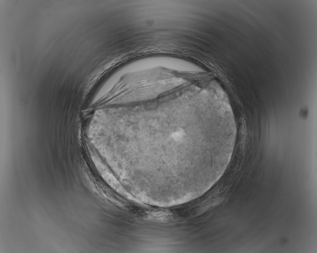 X0000115100446200912081302