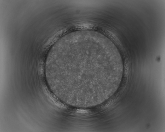 X0000115100457200912081302