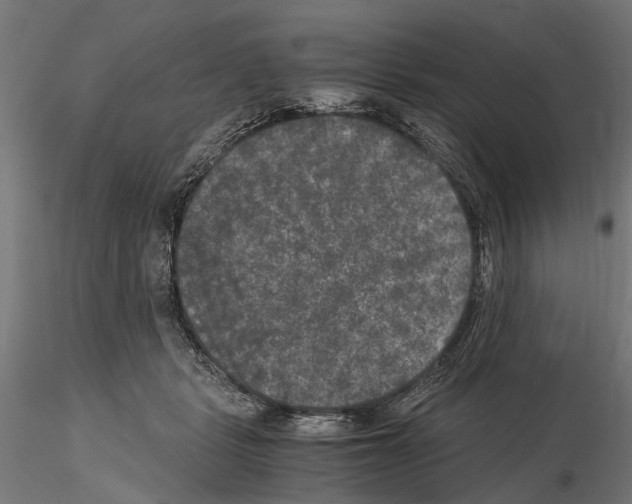 X0000115100461200912081302