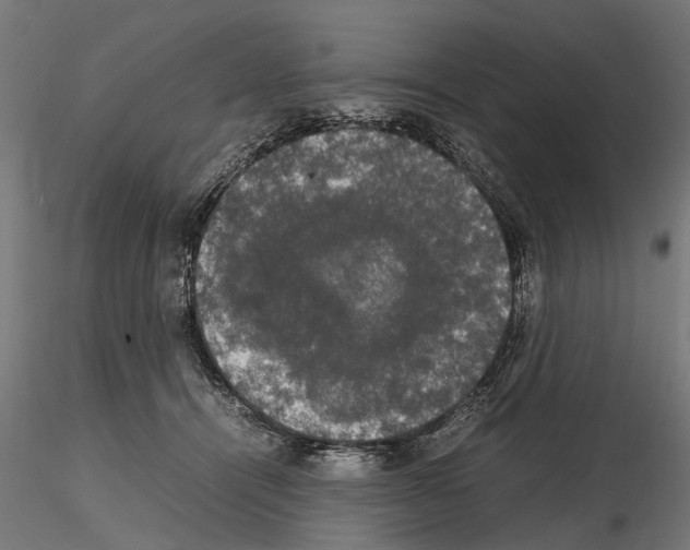 X0000115100464200912081303