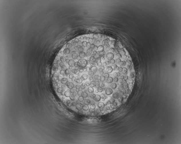 X0000115100466200912081303