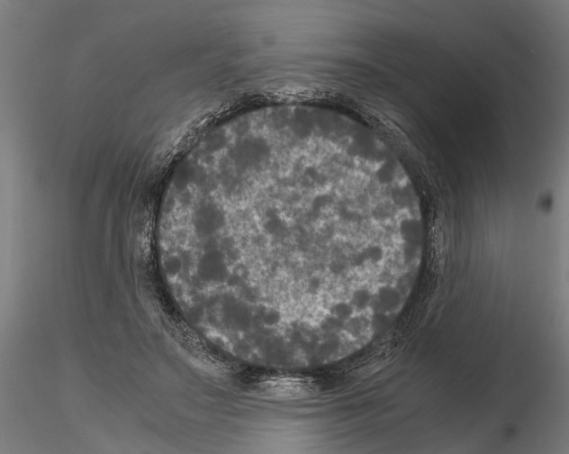 X0000115100499200912081302