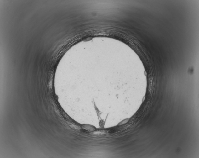 X0000115100505200912081302