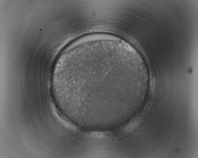 X0000115100530200912081301