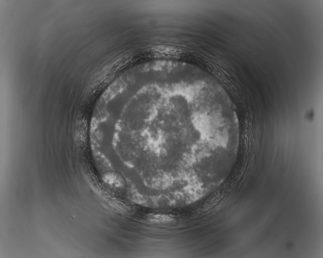 X0000115100649200912081300