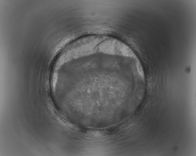 X0000115100679200912081259