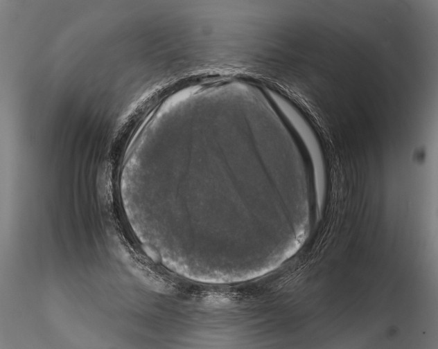 X0000115100684200912081259