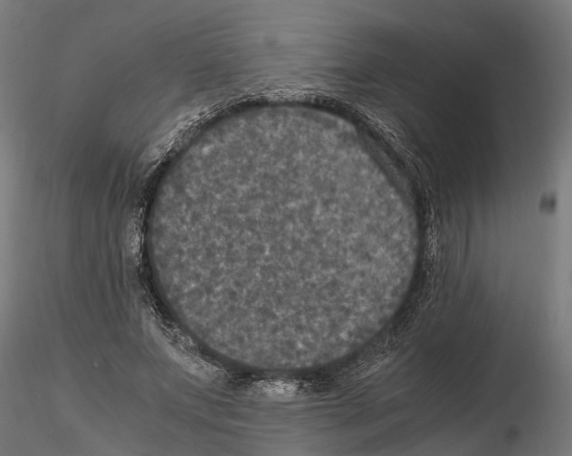 X0000115100687200912081259