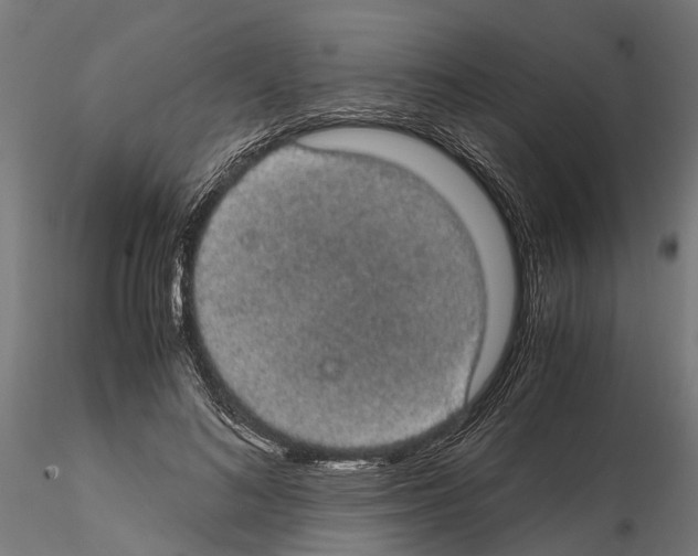 X0000115100692200912081259