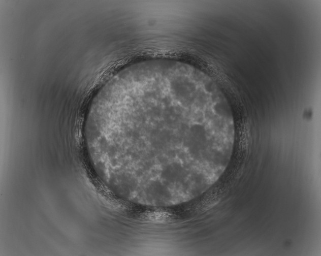 X0000115100695200912081259