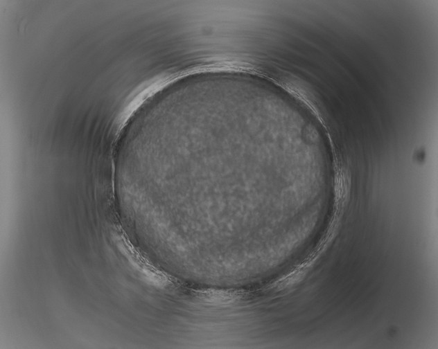 X0000115100781200912081258