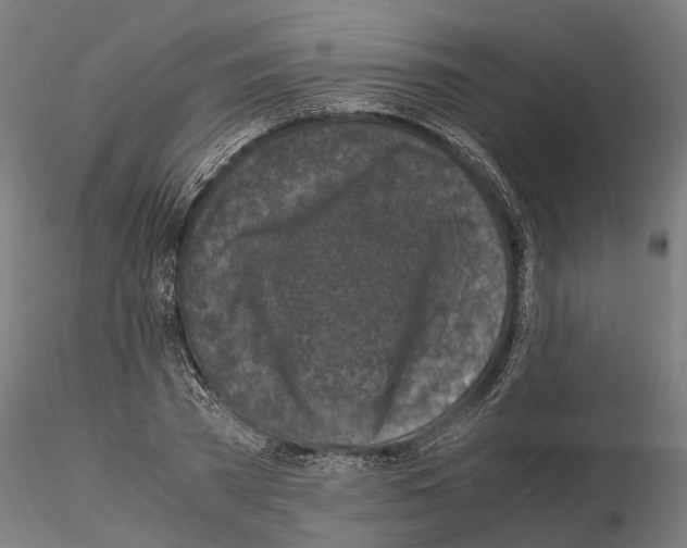 X0000115100785200912081258