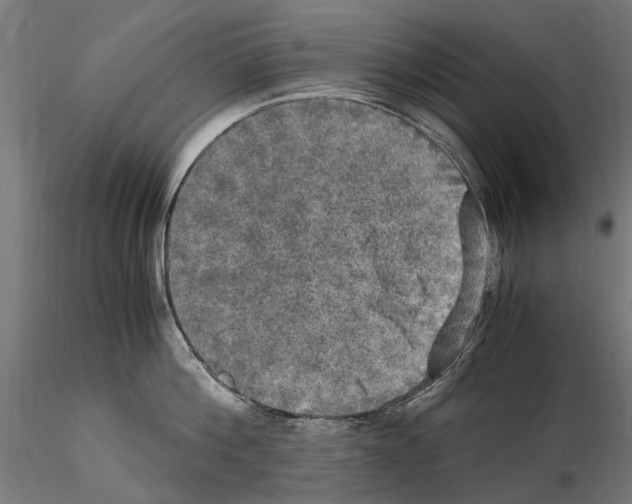 X0000115100812200912081257