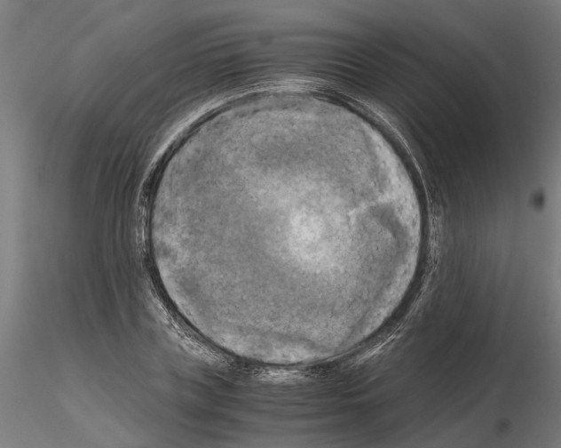 X0000115100835200912081257