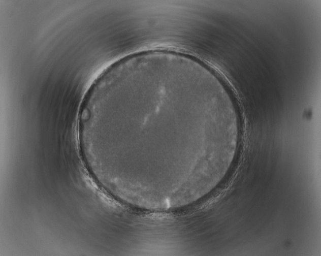 X0000115100888200912081256