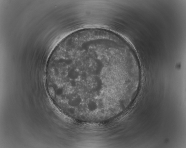 X0000115100895200912081256