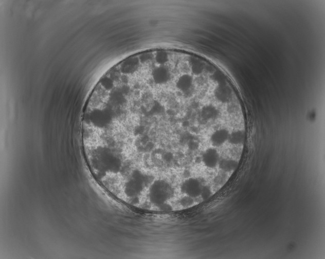 X0000115100903200912081256