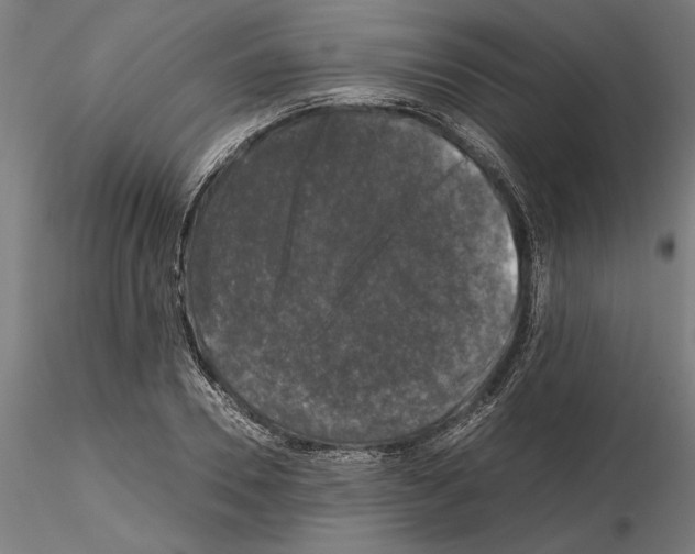 X0000115100930200912081255