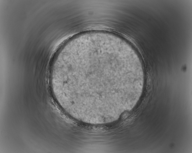 X0000115100979200912081255